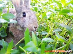 供应野兔养殖野兔行情