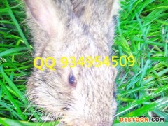 养兔培训养殖野兔看视频介绍野兔价格农村创业 杂交野兔 野兔