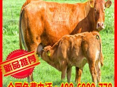直销山东鲁西黄牛养殖 广西黄牛养殖 黑龙江黄牛养殖 湖南黄牛养殖