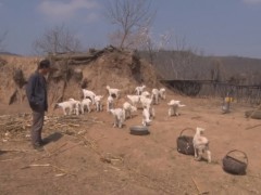 耀州：依托奶山羊养殖完成致富梦