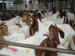 山羊价格.山羊羔.黑山羊.白山羊.奶山羊.量大从优