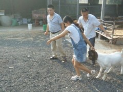 波尔山羊 纯种波尔山羊 山羊 白山羊价格