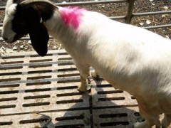 波尔山羊 纯种波尔山羊 山羊波尔山羊价格