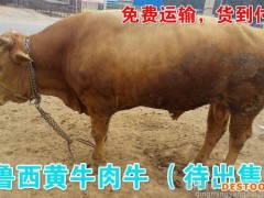 供应鲁西黄牛 黄牛养殖 鲁西黄牛价格