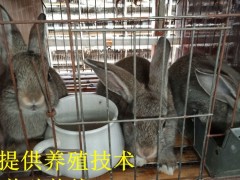 出售杂交野兔苗 比利时野兔种兔  杂交野兔厂家 野兔批发 杂交野兔养殖基地