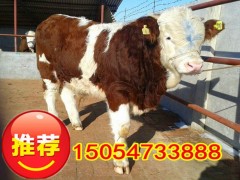 湖北黄牛鲁西黄牛种苗价格 小黄牛出售