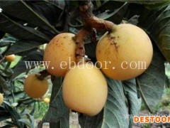 白玉枇杷苗多少钱-【岗峰农场】口碑好-白玉枇杷苗