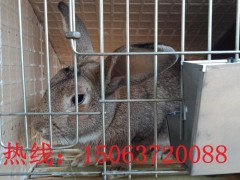 杂交野兔价格 杂交野兔厂家 杂交野兔种兔 杂交野兔养殖技术