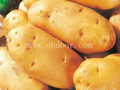 早熟马铃薯种-雪原农业科技质量好-早熟马铃薯种报价
