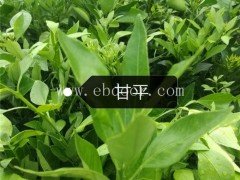 柑桔苗出售价格如何计算？