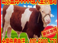 黄牛 黄牛苗 西门塔尔牛