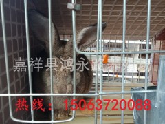杂交野兔活体  杂交野兔种兔 杂交野兔幼苗 杂交野兔养殖技术