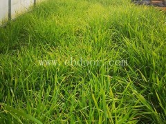 大昆农业科技有限公司(图)-蚂蚱立体养殖技术-蚂蚱养殖技术