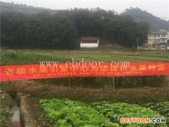 桃树苗-桃树苗品种介绍-果源农业(推荐商家)