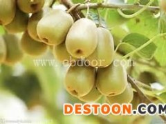 猕猴桃树苗价格批发-黄冈猕猴桃树苗-苗木供应(查看)