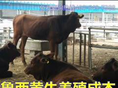 供应鲁西黄牛 黄牛价格 鲁西黄牛小牛 小黄牛价格