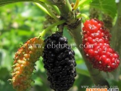 商丘3公分桑树苗价格全国发货「多图」