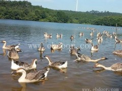 达信大雁肉厂家直销(图)-大量鸿雁批发价格-嘉兴大量鸿雁批发