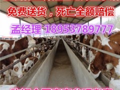 山东鲁西黄牛价格 小黄牛 改良黄牛 纯种鲁西黄牛牛犊 养殖黄牛 鲁西黄牛养殖 鲁西黄牛肉牛