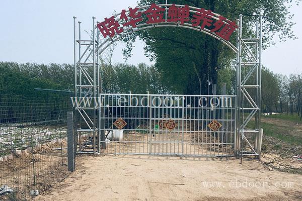 养殖金蝉-晓华金蝉养殖基地批发-养殖金蝉哪家好