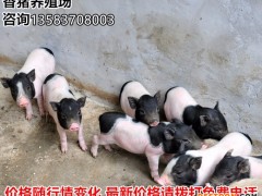 山东巴马香猪价格 香猪小种猪价格