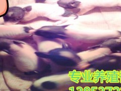 供应巴马香猪价格供应小香猪厂家直销巴马香猪养殖场