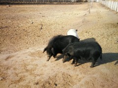 藏香猪  小黑猪 香猪养殖场