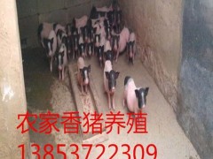 山东供应巴马香猪香猪养殖场厂家直销欢迎选购