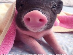 出售巴马香猪,,山东小香猪,纯种香猪的价格