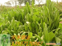 欧洲菊苣种子 大叶菊苣种子 多年生牧草种子 可饲喂牛羊猪鹅鱼