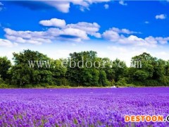 二月蓝花种多少钱(图)-花种报价-大理花种