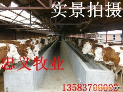 供应黄牛 优质黄牛 改良黄牛 鲁西黄牛养牛场