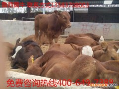 黄牛,南阳黄牛价格,出售黄牛价格