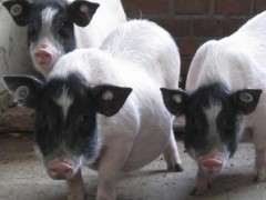 建国珍禽养殖场出售巴马香猪 巴马香猪 迷你香猪 巴马香猪种猪 电话议价