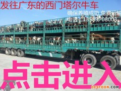 出售黄牛 黄牛犊 黄牛价格 欢迎点击查看