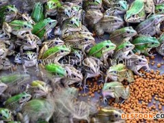 忠县青蛙养殖-半亩田生态农业-青蛙养殖技术培训