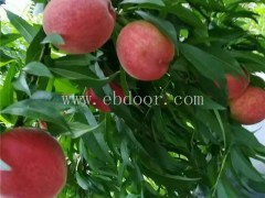 水蜜桃苗-水蜜桃苗批发价-果源农业(推荐商家)