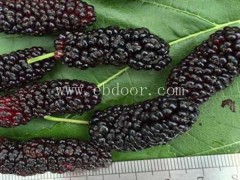 供应桑葚苗基地专业团队在线服务