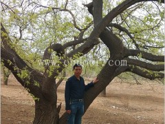 桑树桑黄培育技术-桑树桑黄-海阳长程提供项目合作