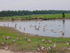 铜陵大雁苗饲养种类--大雁饲养及产业远景