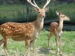 孔运梅花鹿 梅花鹿苗 梅花鹿崽 梅花鹿价格 梅花鹿 小鹿 面议