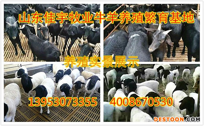 黑山羊  黑山羊种羊价格趋势  山东佳宇养殖