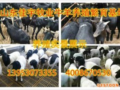 黑山羊  黑山羊种羊价格趋势  山东佳宇养殖