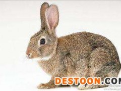 德利牧业  小型獭兔 种兔 种兔 基地