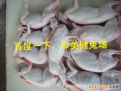 批量商品兔野兔肉兔獭兔