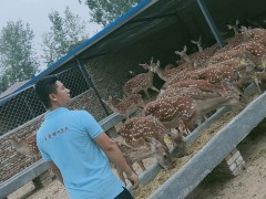 鹿路行  梅花鹿  梅花鹿租赁 梅花鹿厂家 济宁梅花鹿