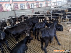 黑山羊 黑山羊价格厂家 批发肉羊黑山羊