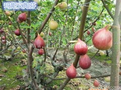小叶无花果苗木批发(图)-无花果种苗批发-福建无花果苗