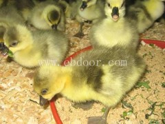 佳木斯火鸭苗-火鸭苗养殖技术-西彦孵化厂(推荐商家)