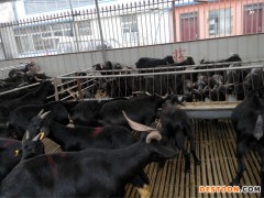 黑山羊 成年黑山羊 黑山羊种羊 纯种黑山羊价格